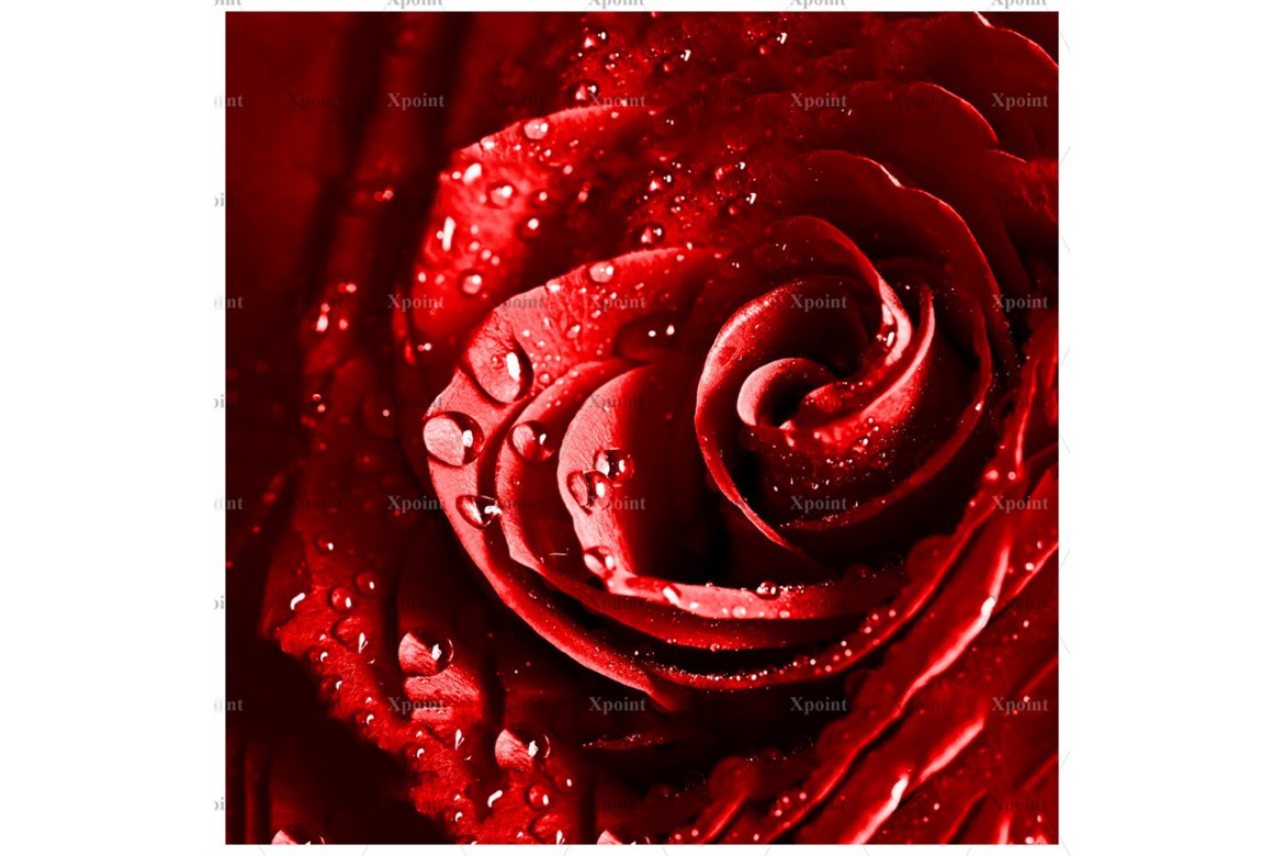 0044.01-F (купон ,75х0,75) роза
