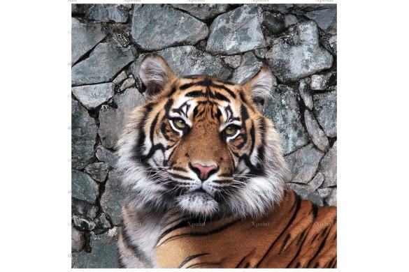 0089.01-F (купон ,75х0,75) тигр
